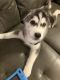 Siberian Husky Puppies for sale in Kissimmee, FL, USA. price: $100
