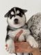 Siberian Husky Puppies for sale in Buffalo Grove, IL 60089, USA. price: NA