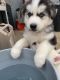 Siberian Husky Puppies for sale in Whittier, CA 90602, USA. price: $450