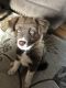 Siberian Husky Puppies for sale in Hays, KS 67601, USA. price: $500