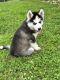 Siberian Husky Puppies for sale in North Middletown, KY, USA. price: $200