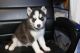 Siberian Husky Puppies for sale in Stone Mountain, GA, USA. price: $1,000