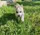 Siberian Husky Puppies for sale in Euless, TX 76040, USA. price: NA