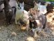 Siberian Husky Puppies for sale in Martinsville, VA 24112, USA. price: $450