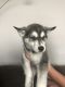Siberian Husky Puppies for sale in Highland, CA, USA. price: $250
