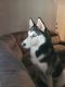 Siberian Husky Puppies for sale in Plant City, FL, USA. price: $600