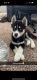Siberian Husky Puppies for sale in Richmond, KY, USA. price: $600