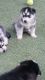 Siberian Husky Puppies for sale in Sparks, NV, USA. price: NA