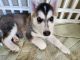 Siberian Husky Puppies for sale in Roseville, CA 95661, USA. price: NA