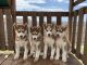 Siberian Husky Puppies for sale in Burleson, TX, USA. price: $500