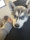 Siberian Husky Puppies for sale in Parker, CO, USA. price: NA