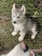 Siberian Husky Puppies for sale in Mercer, PA 16137, USA. price: $600