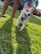 Siberian Husky Puppies for sale in Carrollton, TX, USA. price: $650