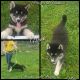 Siberian Husky Puppies for sale in Bloomfield, IN 47424, USA. price: $350