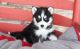 Siberian Husky Puppies for sale in New York, NY, USA. price: $300
