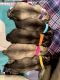 Siberian Husky Puppies for sale in Culpeper, VA 22701, USA. price: NA