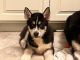 Siberian Husky Puppies for sale in Dunbar, PA 15431, USA. price: $950