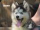 Siberian Husky Puppies for sale in Houston, TX, USA. price: $800