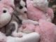 Siberian Husky Puppies for sale in Chicago, IL, USA. price: $500