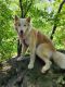 Siberian Husky Puppies for sale in Linden, VA 22642, USA. price: $1,500
