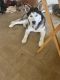 Siberian Husky Puppies for sale in Walkerton, IN 46574, USA. price: NA