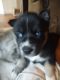 Siberian Husky Puppies for sale in Vashon, WA 98070, USA. price: NA