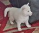 Siberian Husky Puppies for sale in Grovetown, GA 30813, USA. price: $900