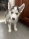 Siberian Husky Puppies for sale in Brooklyn, NY, USA. price: $100,000