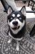 Siberian Husky Puppies for sale in Lake Park, MN 56554, USA. price: NA