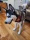 Siberian Husky Puppies for sale in Evans, CO, USA. price: $800