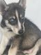 Siberian Husky Puppies for sale in Pittsburgh, PA, USA. price: $800