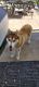 Siberian Husky Puppies for sale in North Hollywood, Los Angeles, CA, USA. price: $500