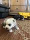 Siberian Husky Puppies for sale in P C BEACH, FL 32407, USA. price: $1,200