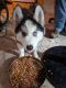 Siberian Husky Puppies for sale in Denton, MD 21629, USA. price: NA