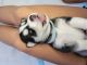 Siberian Husky Puppies for sale in Hialeah, FL, USA. price: $600
