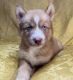 Siberian Husky Puppies for sale in Dallas, NC, USA. price: $800