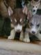 Siberian Husky Puppies for sale in Milton, IA 52570, USA. price: NA