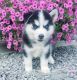 Siberian Husky Puppies for sale in Jackson, MS, USA. price: NA