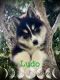 Siberian Husky Puppies for sale in Missoula, MT, USA. price: $700