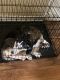 Siberian Husky Puppies for sale in Arlington, TX, USA. price: NA