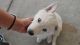 Siberian Husky Puppies for sale in Lancaster, CA, USA. price: $500