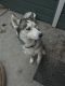 Siberian Husky Puppies for sale in Boise, ID 83706, USA. price: NA