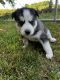 Siberian Husky Puppies for sale in Bonduel, WI 54107, USA. price: NA