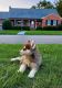 Siberian Husky Puppies for sale in Hampton, VA, USA. price: $900
