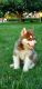 Siberian Husky Puppies for sale in Hampton, VA, USA. price: $700