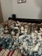 Siberian Husky Puppies for sale in Yuma, AZ, USA. price: $800