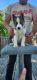 Siberian Husky Puppies for sale in Rocky Point, NY, USA. price: NA