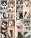 Siberian Husky Puppies for sale in Menifee, CA, USA. price: $500