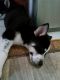 Siberian Husky Puppies for sale in Coupland, TX 78615, USA. price: $150