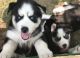Siberian Husky Puppies for sale in Sheridan, MI 48884, USA. price: $850
